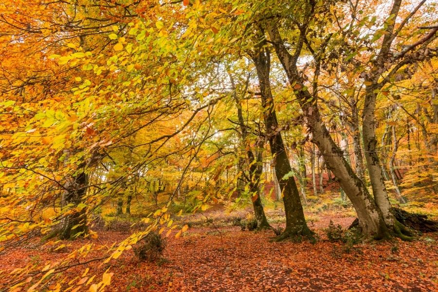 fotografía de un hayedo en otoño fotografía de un hayedo en otoño