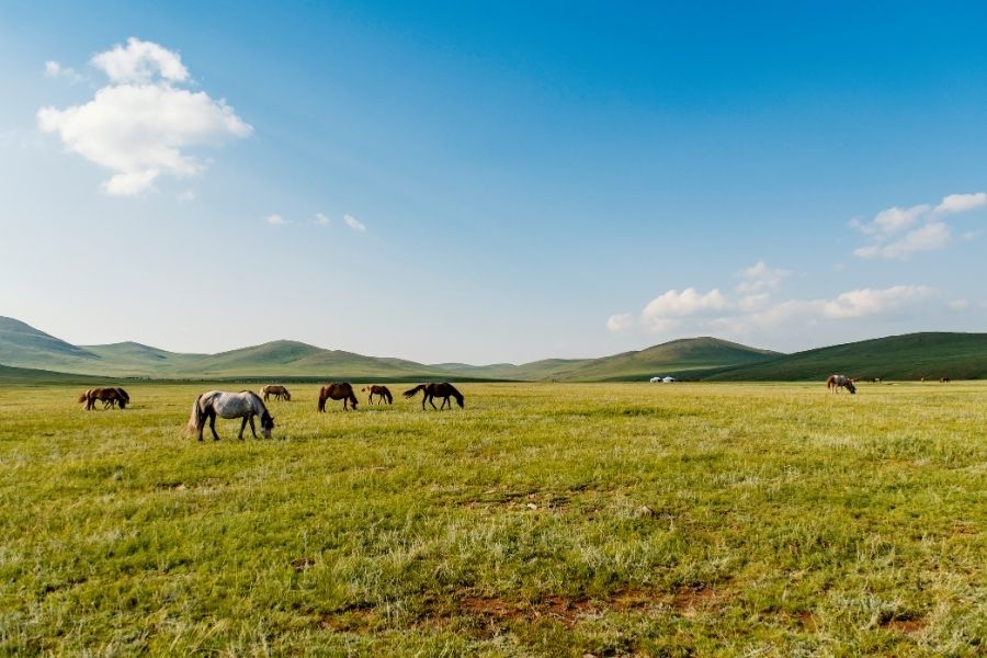 imagen de pradera muy extensa con siete caballos pastando en ella imagen de pradera muy extensa con siete caballos pastando en ella