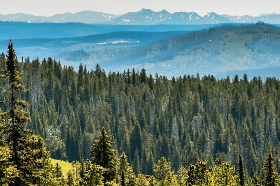 fotografía de gran bosque de coníferas con montañas al fondo. fotografía de gran bosque de coníferas con montañas al fondo.