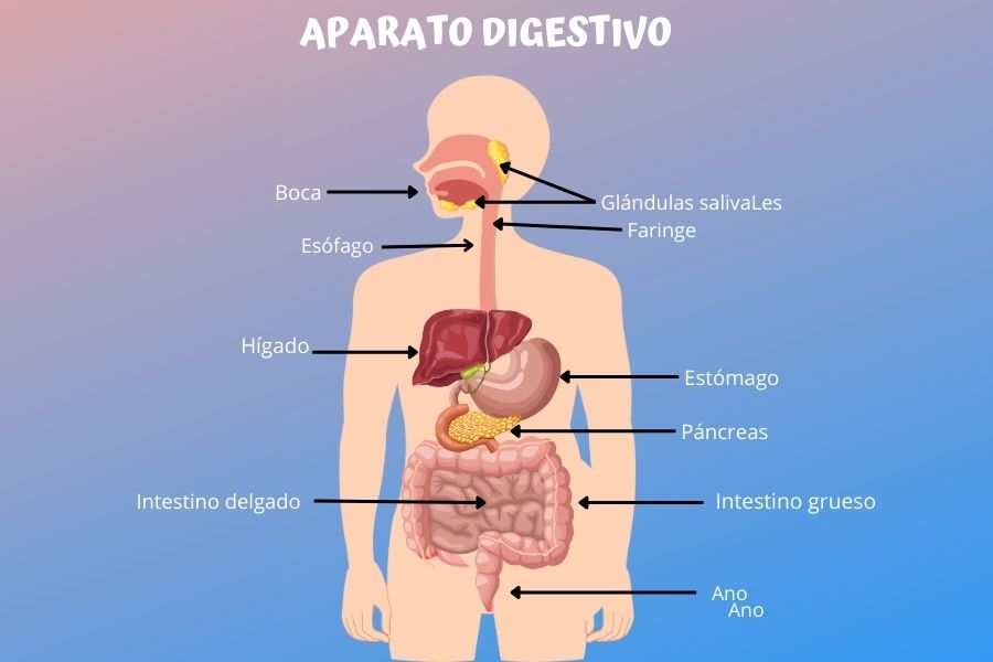 dibujo con esquema del aparato digestivo
