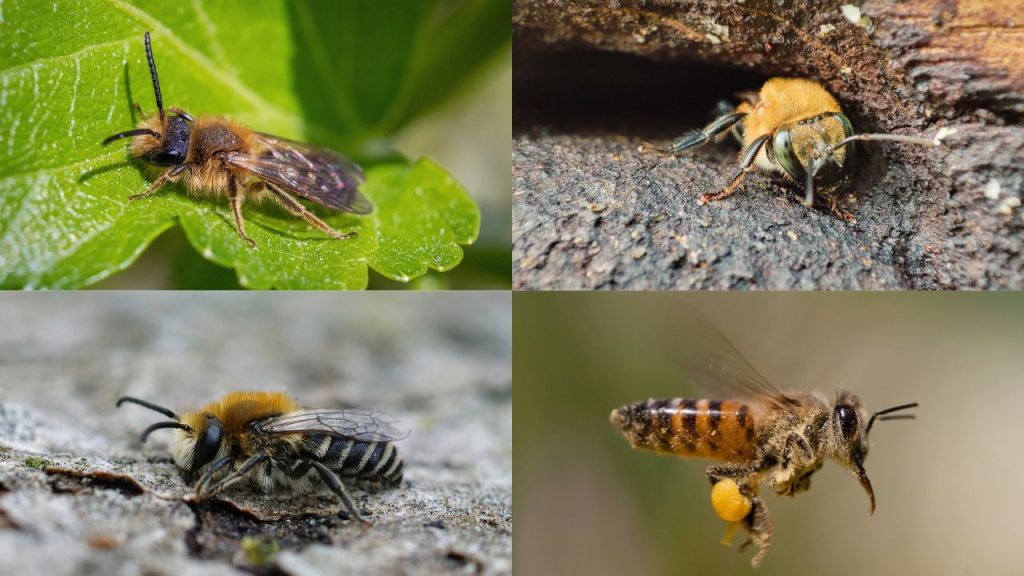 Cuatro fotografías de distintos tipos de abeja.