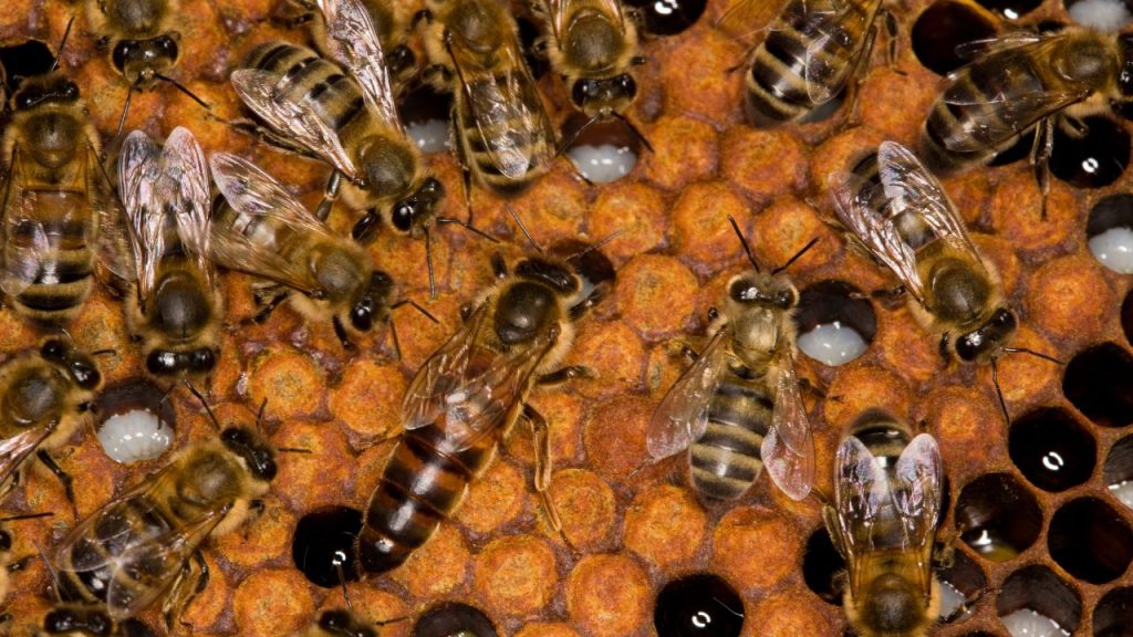 Imagen de un panal con abeja reina, abejas obreras, celdillas operculadas, celdillas con larvas y celdillas con miel.