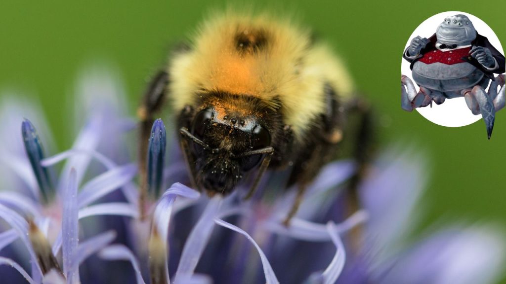 Primer plano cabeza de una abeja sobe una flor violeta