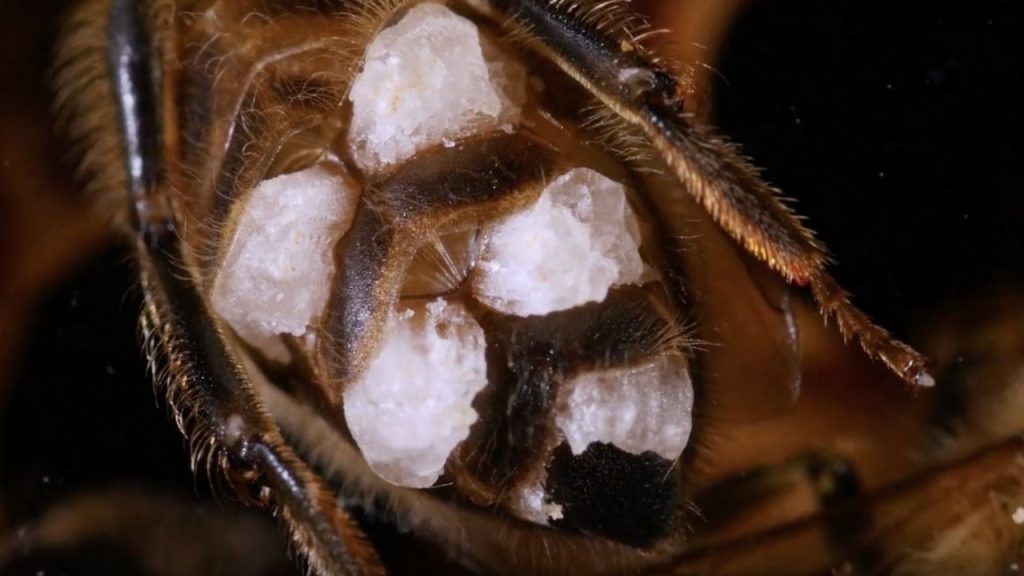 Primer plano del abdomen de una abeja con las glándulas cereras.