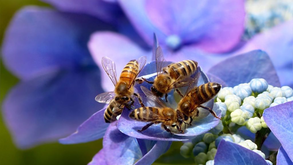 un grupo de cinco abejas sobre una hortensia color azul