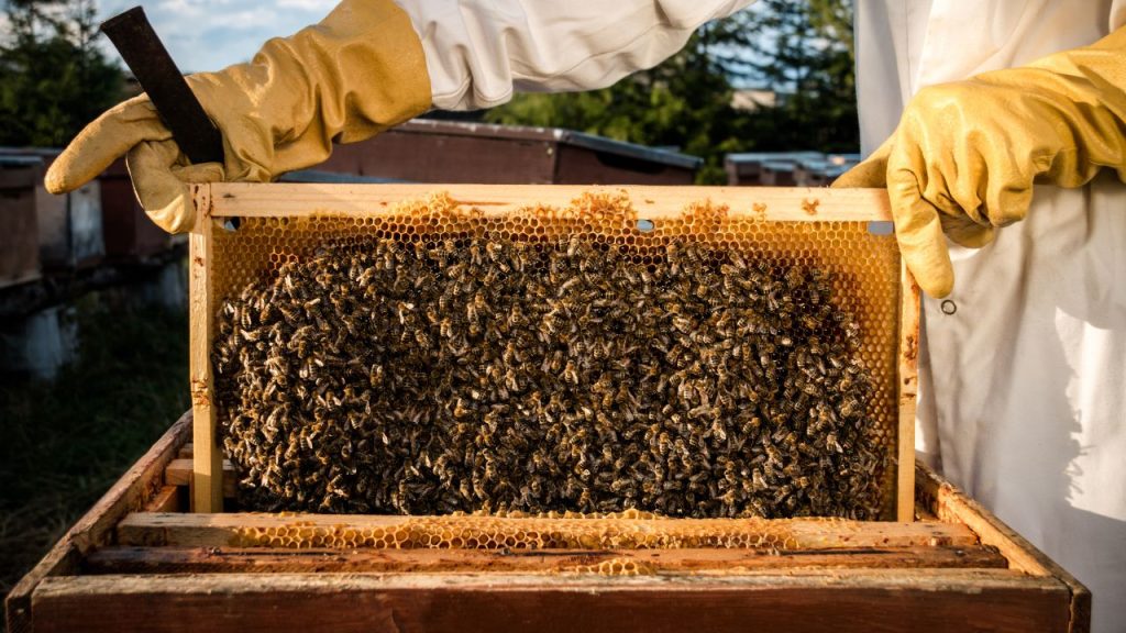 imagen de apicultor sacando un panal con abejas de la colmena.